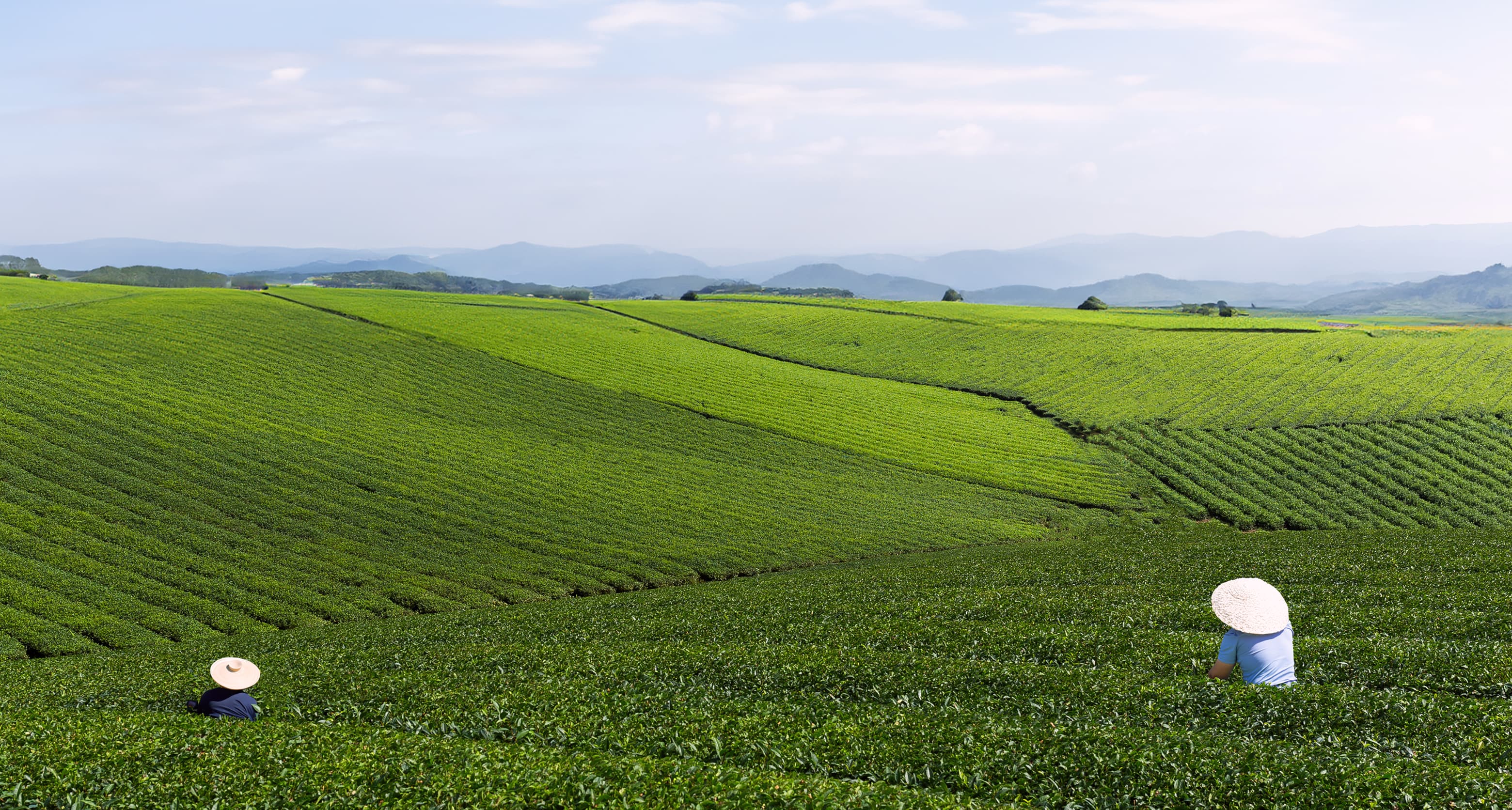 A featured image for this section